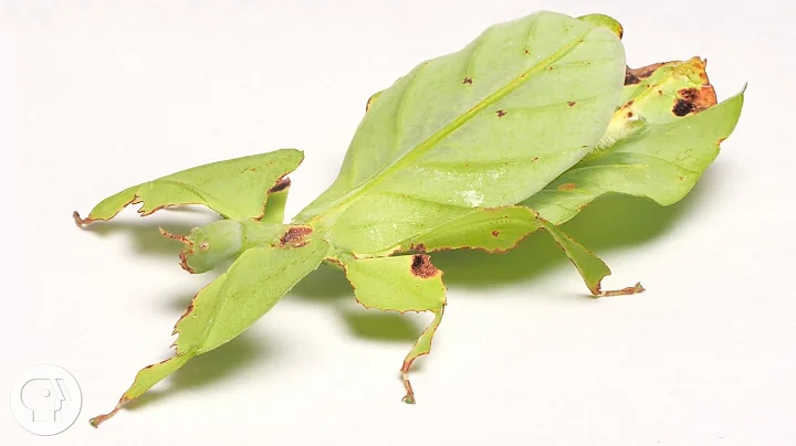 These Giant Leaf Insects Will Sway Your Heart | Deep Look - DayDayNews