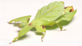 These Giant Leaf Insects Will Sway Your Heart | Deep Look