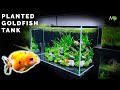 How To: Planted Goldfish Aquarium Tutorial - The Ranchu Crew