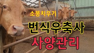 번식우축사 청소하는 농촌부부