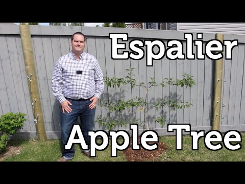 Espalier Apple Tree How to Plant and Trellis for Small Space Gardens