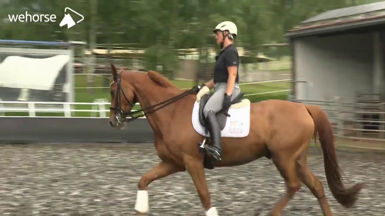 Dressur und Working Equitation - das eigene Pferd auf dem Prüfstand | Uta Gräf