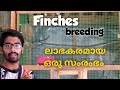 finches breeding | തുടങ്ങാം ഒരു ചെറിയ സംരംഭം