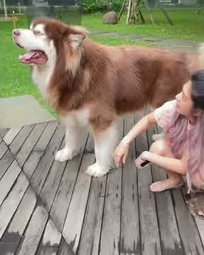 STORY WA ANJING LUCU