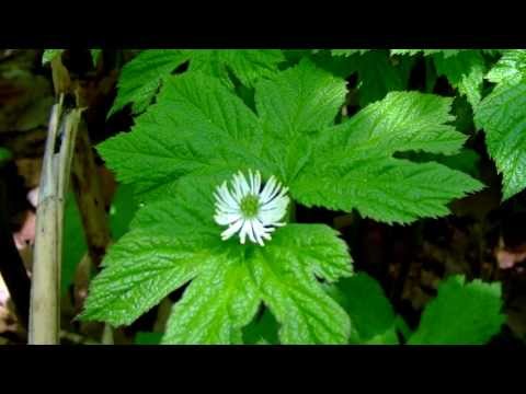 Goldenseal Plants For Sale