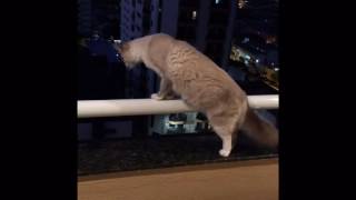 Cat attacking dog - super slow iPhone