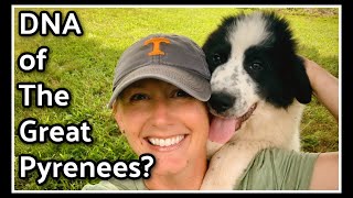 🧬Are my Pups Great Pyrenees or NOT?