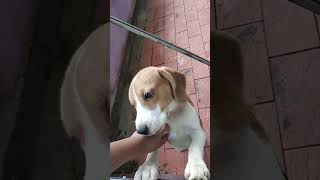 Meet coockie the Dog|Beagle