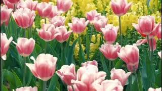 d3f7a6ad df29 444e 806c e138abbd2d5b