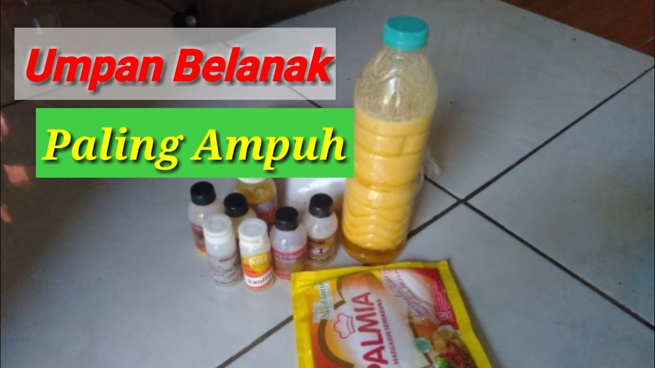 Cara membuat umpan belanak paling ampuh dan Jitu