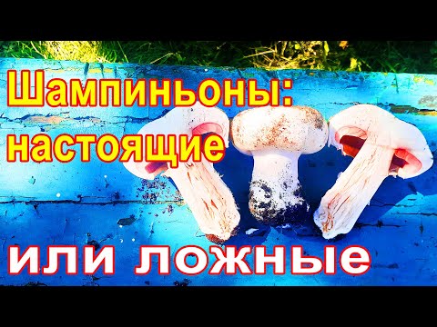 #64 Как отличить настоящие шампиньоны от ложных