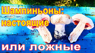 #64 Как отличить настоящие шампиньоны от ложных