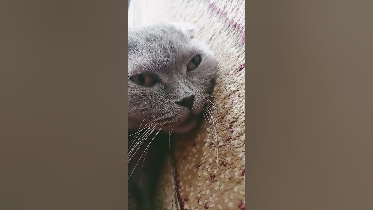 кошечка мурздей - YouTube