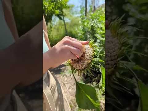 Video: Consejos para cultivar plantas de girasol para alimentos