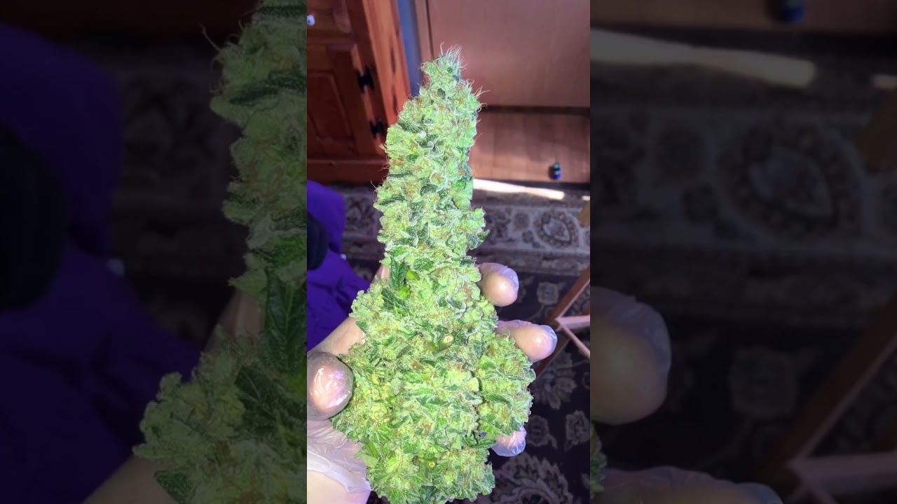 Bomb Seeds The Worlds Best Generics