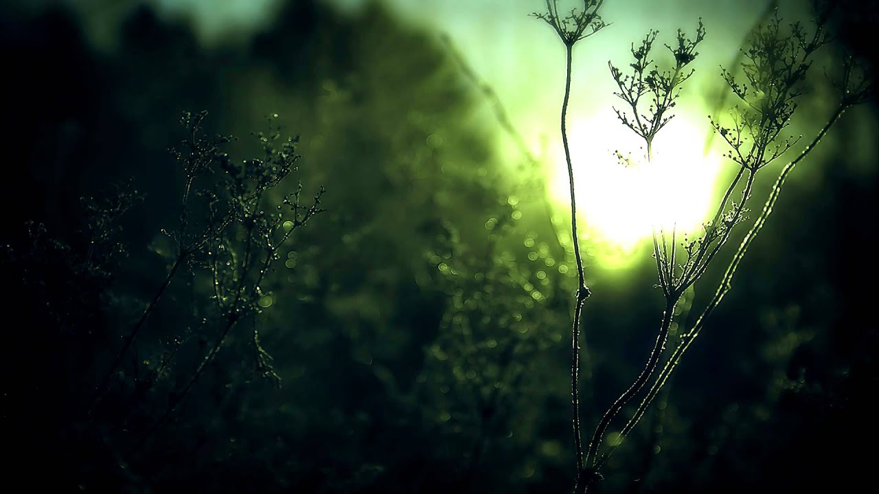 Aby Wolf - Flower in Winter auf YouTube ansehen Aby Wolf - Flower in Winter auf YouTube ansehen