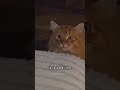 Funny CAT Moments 😂😂 episode 9901 #funnycats #cats #funnyanimals #petsofinstagram