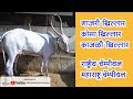 Khillar Maharashtrachi Shaan | गाजरी, कोसा, काजळी, कपिला खिल्लार गाय | २०१९ | Khillar