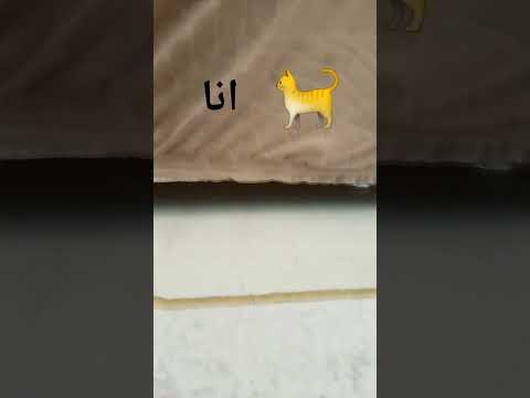 انا صرة قط
