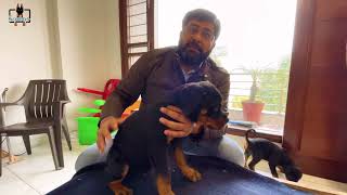 क्या क्या देखना चाहिए डॉग लेने से पहले 😎 Sumo My First Show dog Rottweiler 🐕 | Scoobers