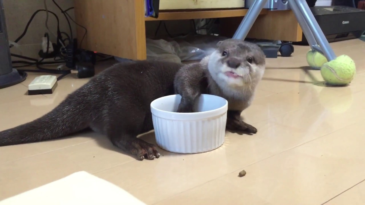 まるでおっさん カワウソの食事風景 うちのカワウソさくらがただ可愛いだけのブログ