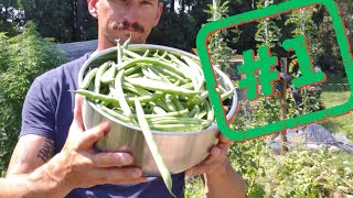Best Garden Plant EVER |High Yield, Soil Building, Companion, and Living Mulch| Best Garden Plant EVER |High Yield, Soil Building, Companion, and Living Mulch|