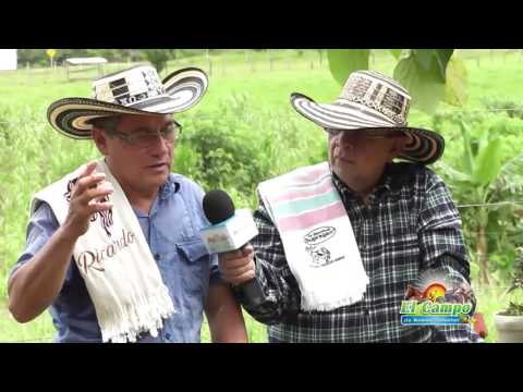 Video: Cómo Dominar Una Parcela De Tierra Virgen Con Los Menores Costos Laborales