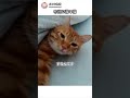 布団に潜る猫