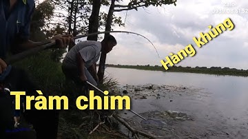 Câu cá Vườn Quốc Gia Tràm Chim. Cần thủ ăn may tiếp tục lên hugo
