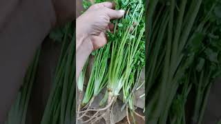 How to Keep Coriander Fresh for longer?
