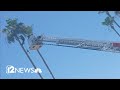 Tree trimmer rescued after being stranded 40 feet up a palm tree