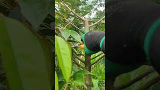 pruning setelah potong pucuk durian