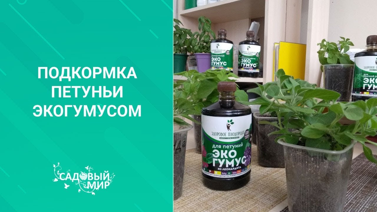 Подкормка рассады петуньи для роста. Натуральное удобрение на весь ...