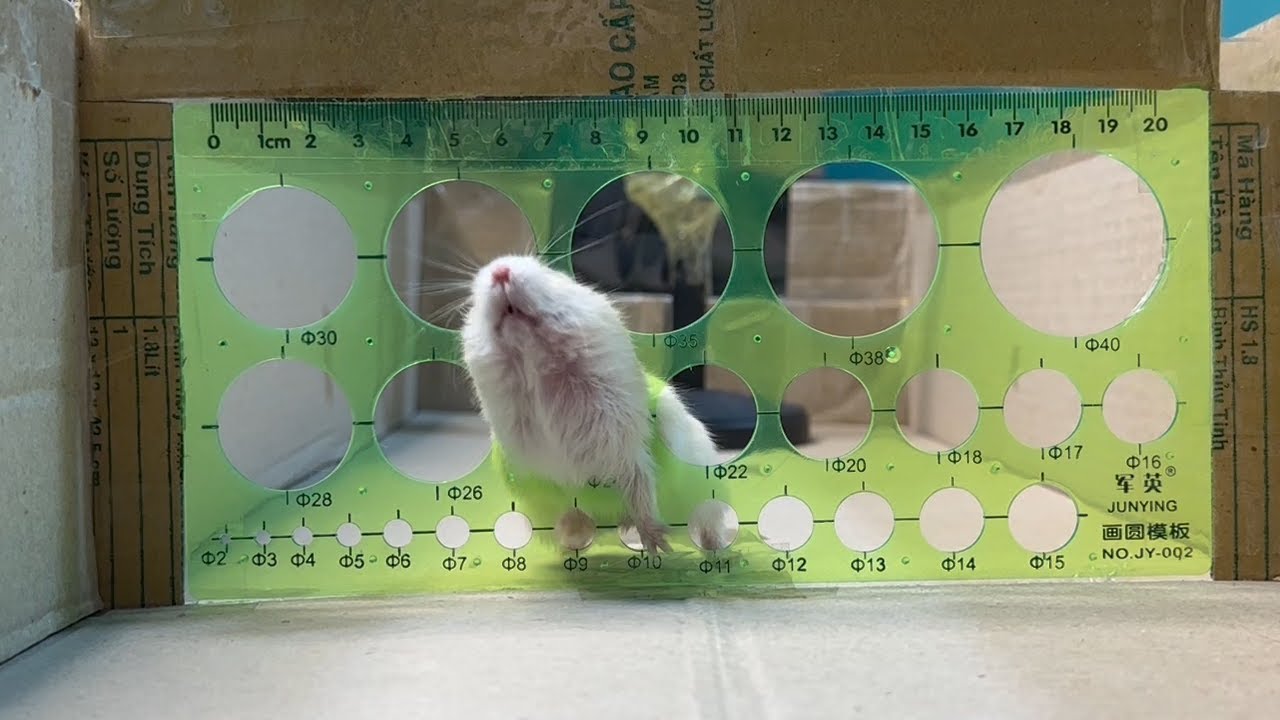 Cute Hamster :Hamsters try to get over the circular fences. - YouTube