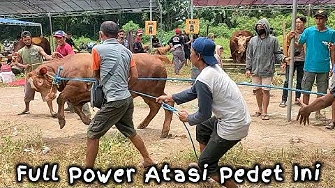 Kocar Kacir Diseret Pedet Super Keturunan Sapi Bima Sakti