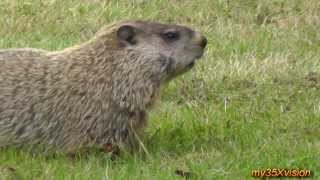 Groundhog and Peculiar Animal at the Duke Island Park NJ in HD