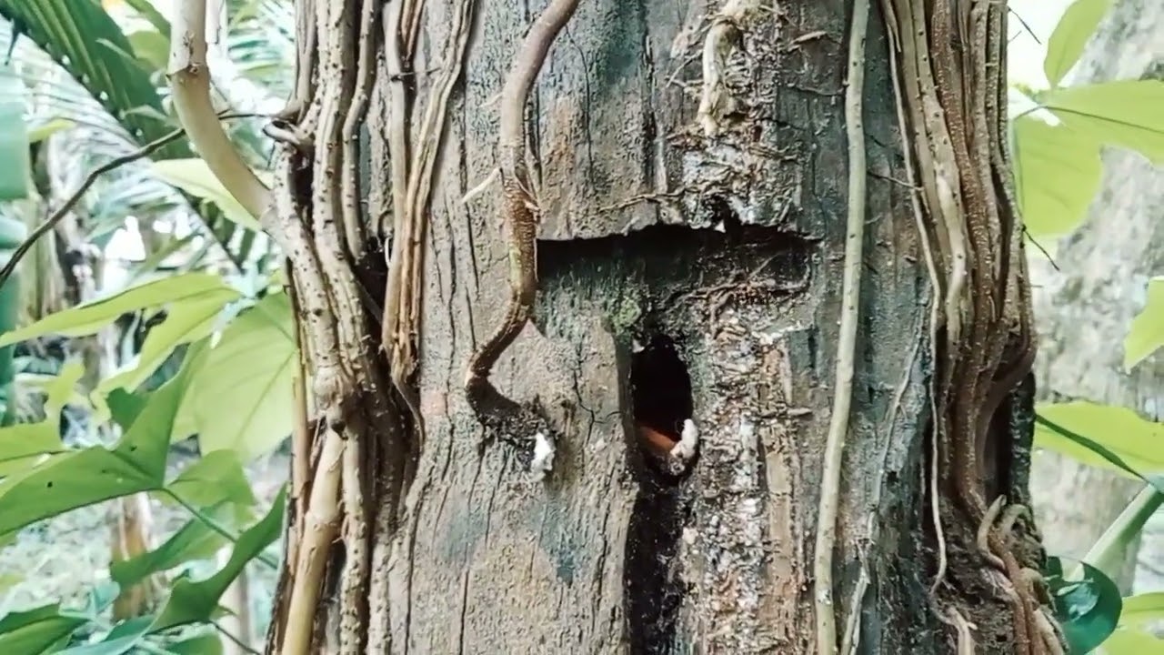 #apat na puno ng niyog naka linya at may puno ng TUGAS dalawa.