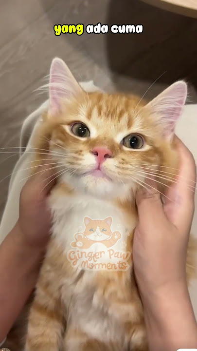 KUCING OREN LAGI DIMANJA! Pijat Wajah yang Bikin Meleleh 😻💆‍♂️