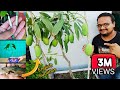 How to grow mango tree from seed & grafting in Pot ~गमले में ऐसे उगाता हूँ ढेरों आम  ग्राफ्टिंग से
