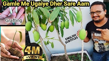 How to grow mango tree from seed & grafting in pot ~ This is how I grow lots of mangoes in pots b...