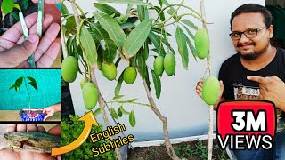 How to grow mango tree from seed & grafting in Pot ~गमले में ऐसे उगाता हूँ ढेरों आम ग्राफ्टिंग से