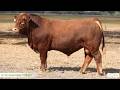 Lot 36 Lucrana Vandal V118 (PP)