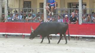 Marsillargues 2026 - Fantomas the bull from the Raynaud ranch