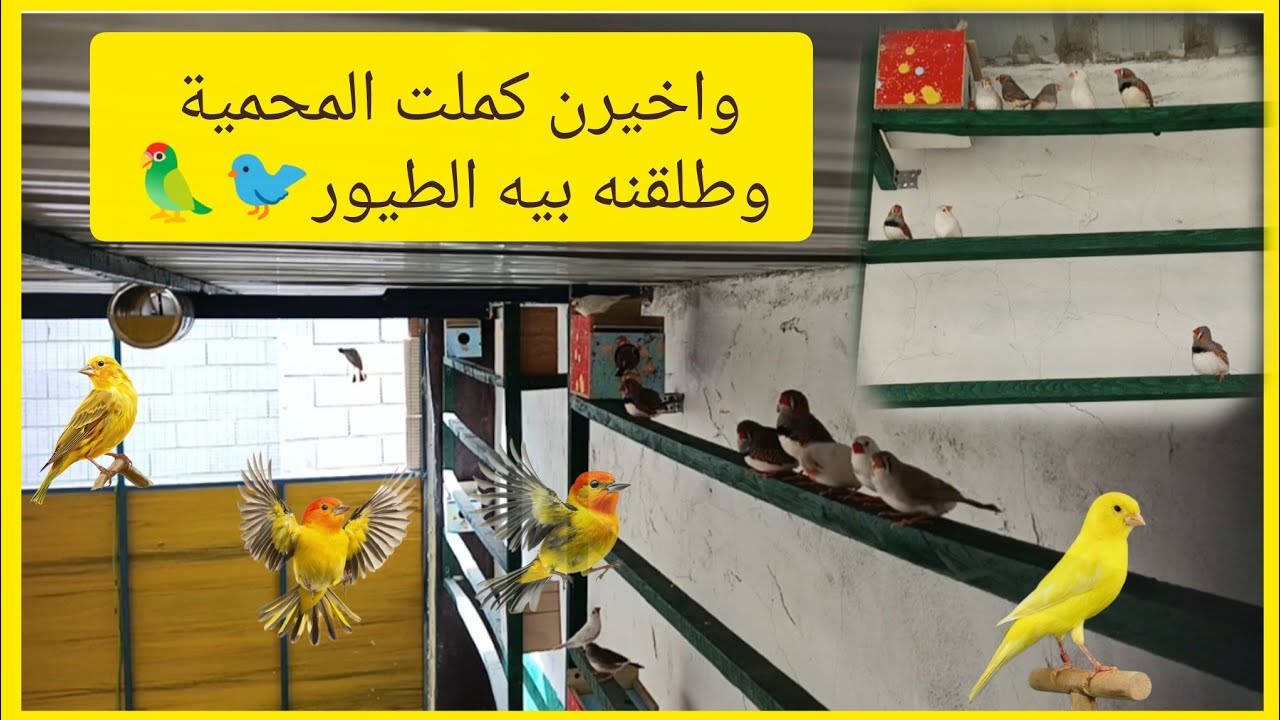 مسواك المحمية🏘🏠واخيرن كملت المحمية وطلقنه بيه الطيور🦜🐦🐦‍⬛ ٩ يناير ٢٠٢٦