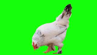 Green Screen - Chicken  (Free and Looped)