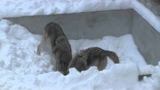 オオカミの冬のおやつ~Wolf Pack at the Maruyama Zoo