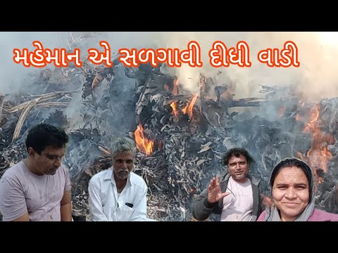 મહેમાને વાડીએ કર્યા ભળકા ||