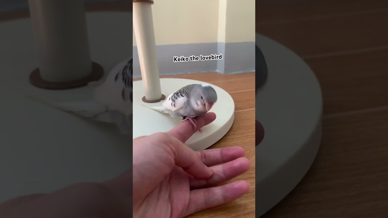 Birds can boost your mental health 