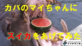 カバのマイちゃんにスイカをあげてみました　　東武動物公園