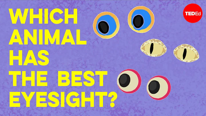 Which animal has the best eyesight? - Thomas W. Cr...